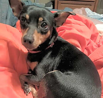 Photo of MinPin Sisters - Sassy Ann