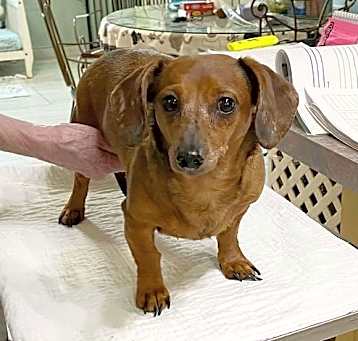 Photo of Caboose (NOT YET AVAILABLE)