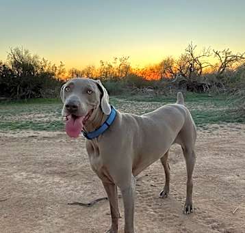 Photo of Maverick