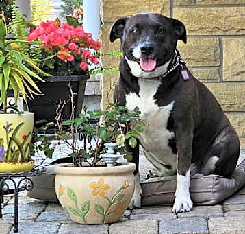 Photo of Lulu