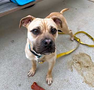 Photo of Puggly
