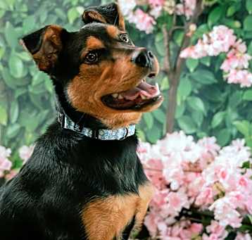 Photo of Riley