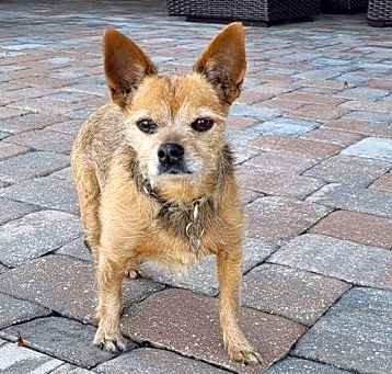 Photo of Chalupa Batman *FH*