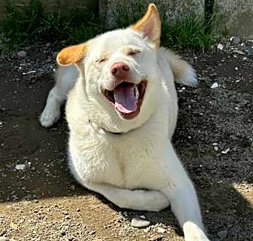 Photo of Mochi