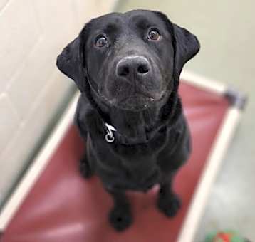 Photo of Loki