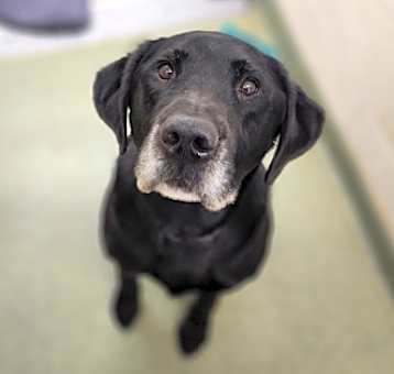Photo of Cooper