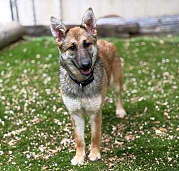 Photo of Foxxy