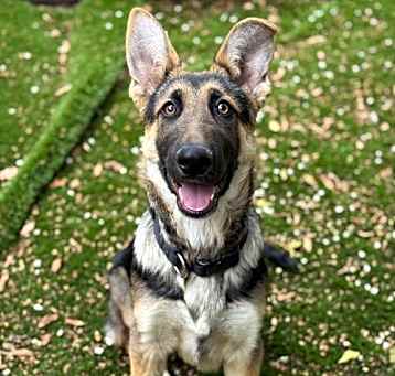 Photo of Benji