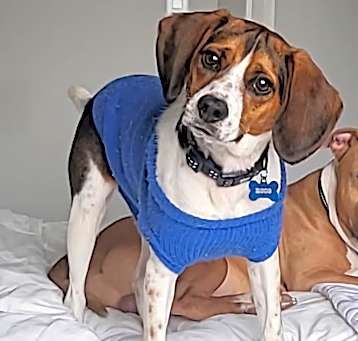 Photo of Rocco