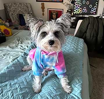 Photo of Misty