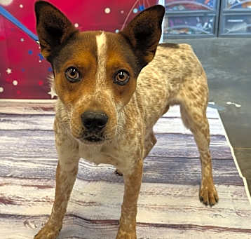 Photo of Colt