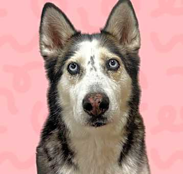 Photo of Stormy