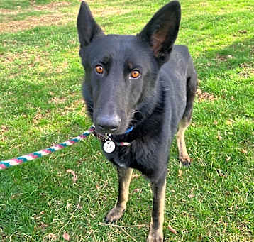Photo of Rex