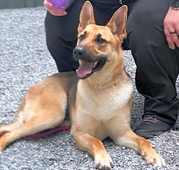 Photo of Stella