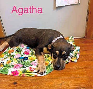 Photo of Agatha