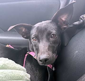 Photo of Poppy
