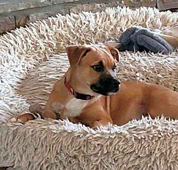 Photo of Ruger