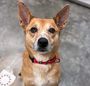 Photo of Tillie