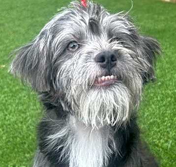 Photo of AGATHA
