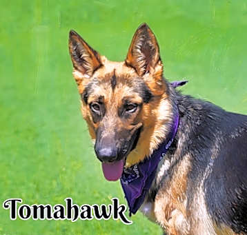 Photo of Tomahawk