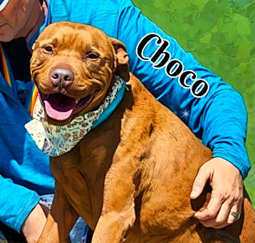 Photo of Choco