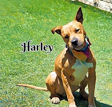 Photo of Harley