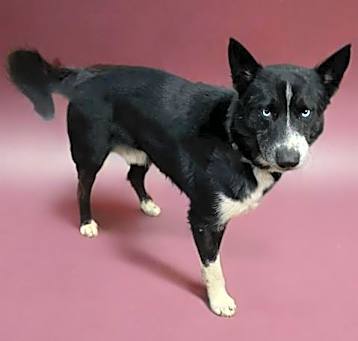 Photo of ARROW