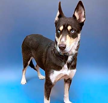 Photo of BROWNIE