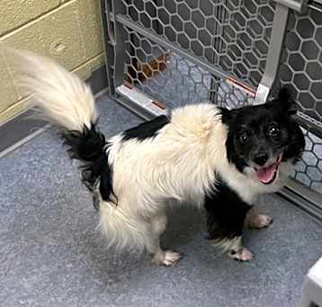 Photo of PIPER