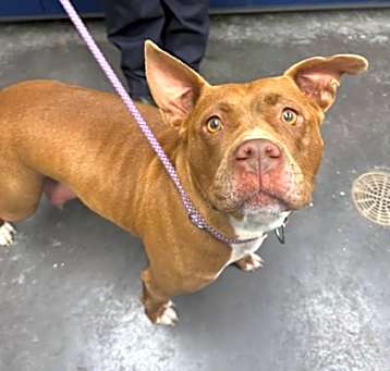 Photo of Tootsie