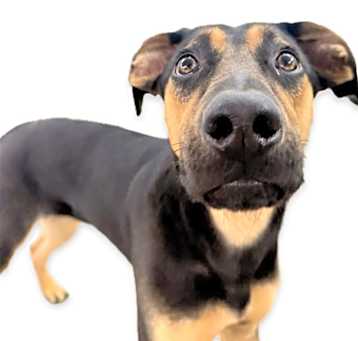 Photo of Maxi