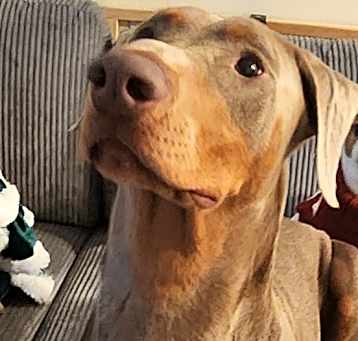 Photo of Bruno