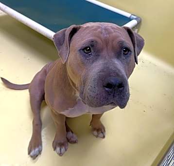 Photo of Mocha