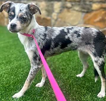 Photo of MABEL