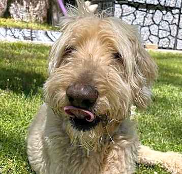 Photo of Walter Boy