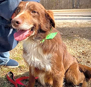 Photo of Odie