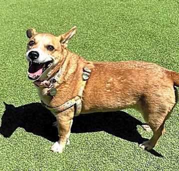 Photo of Margo - Great w/ Kids, Loves Walks!