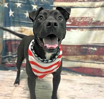 Photo of Koda