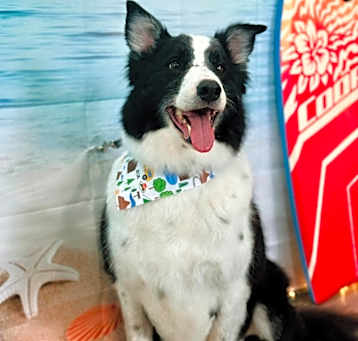 Photo of Scout