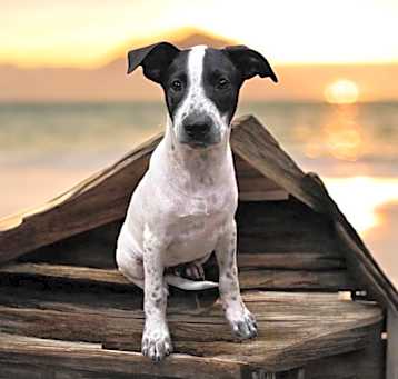 Photo of Fidget