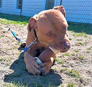 Photo of Rex
