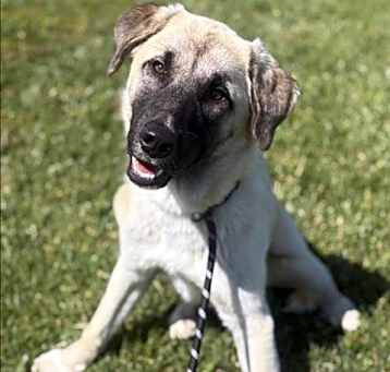 Photo of MABEL