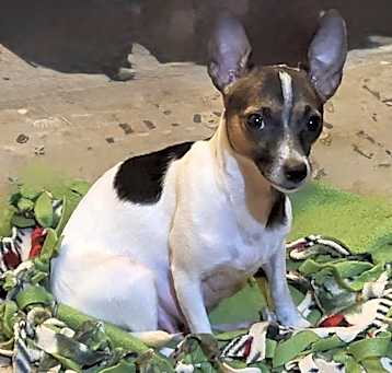 Photo of Bella