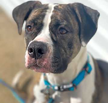 Photo of Indi aka Indiana