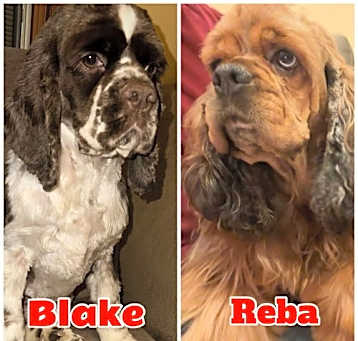 Photo of BLAKE AND REBA (Bonded Pair)