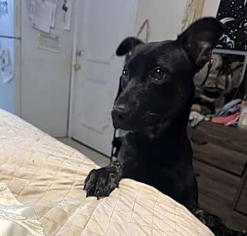 Photo of Odin