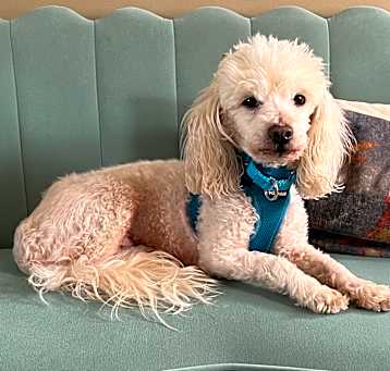 Photo of Sir Edmond