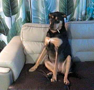 Photo of Shelby