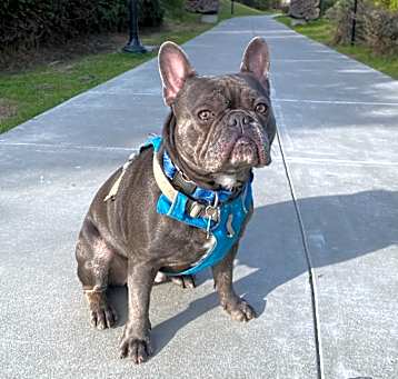 Photo of Milo