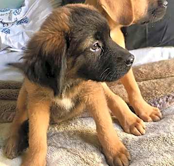 Photo of Athena
